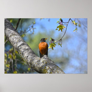 Amerikaanse Roodborst in een Esdoorn Poster