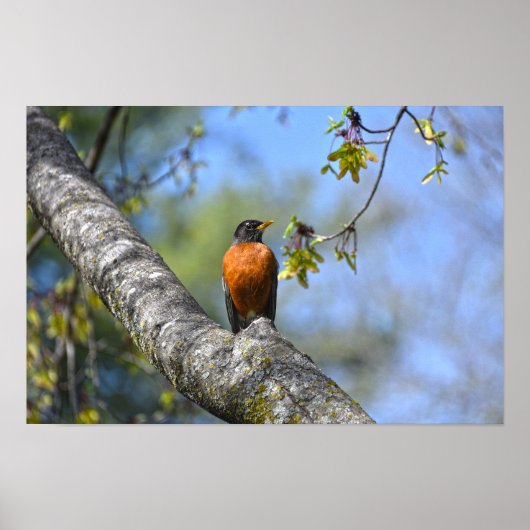 Amerikaanse Roodborst in een Esdoorn Poster (Voorkant)