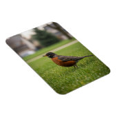 Amerikaanse Roodborst Magneet (Rechterzijde)