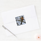 Amerikaanse Roodborst Postcodewijziging Vierkante Sticker (Envelop)
