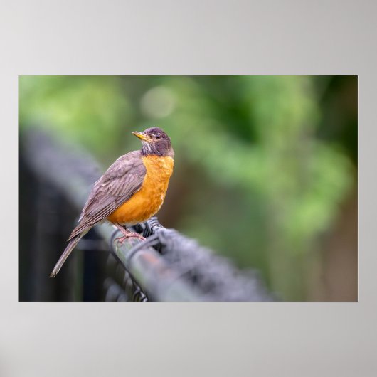 Amerikaanse Roodborst Poster (Voorkant)