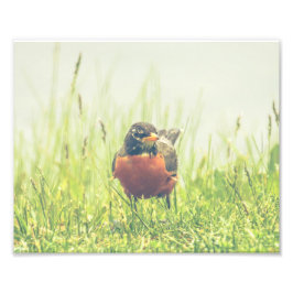Amerikaanse Roodborst Vogel Natuur Fijne Kunst Foto Afdruk