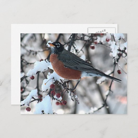 Amerikaanse roodborstje briefkaart (Voorkant / Achterkant)