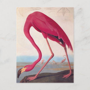 Amerikaanse roze flamingo Audubon  Bird Art Briefkaart