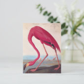 Amerikaanse roze flamingo Audubon  Bird Art Briefkaart (Staand voorkant)