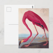 Amerikaanse roze flamingo Audubon  Bird Art Briefkaart (Voorkant / Achterkant)