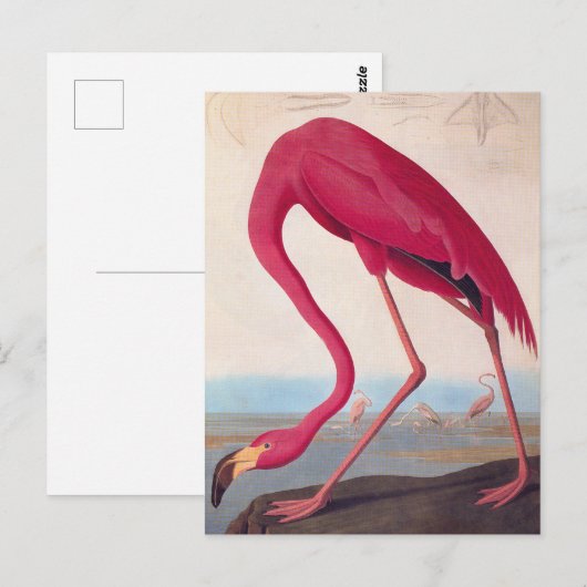 Amerikaanse roze flamingo Audubon  Bird Art Briefkaart (Voorkant / Achterkant)