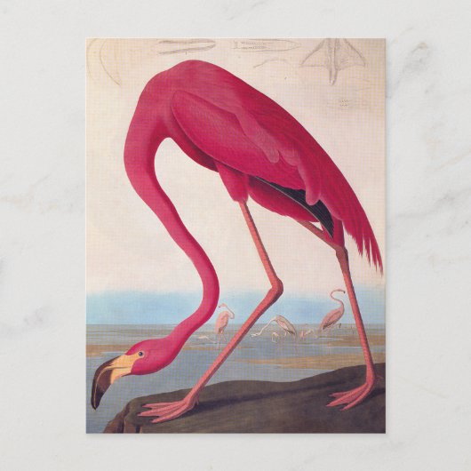 Amerikaanse roze flamingo Audubon  Bird Art Briefkaart (Voorkant)