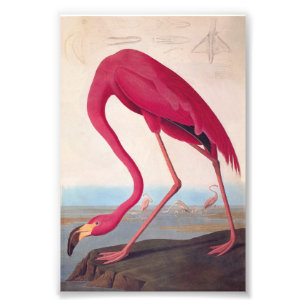 Amerikaanse roze flamingo Audubon  Bookplaat Foto Afdruk