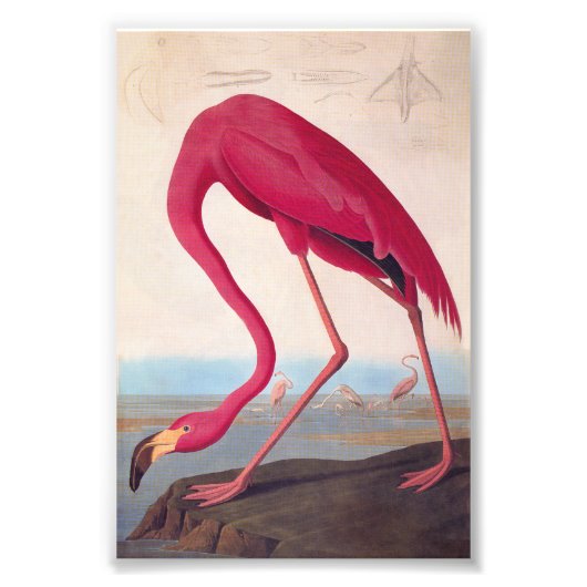 Amerikaanse roze flamingo Audubon  Bookplaat Foto Afdruk (Voorkant)