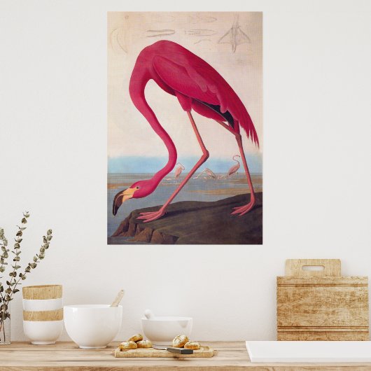 Amerikaanse roze flamingo Audubon Bookplaat Poster (Keuken)