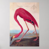 Amerikaanse roze flamingo Audubon Bookplaat Poster (Voorkant)