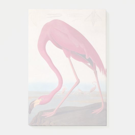  Amerikaanse roze flamingo Audubon Bookplate Post-it® Notes (Voorkant)