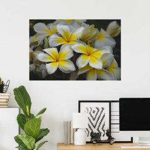 Amerikaanse schoonheid, Floral Yellow Plumeria Poster