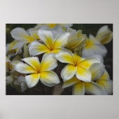 Amerikaanse schoonheid, Floral Yellow Plumeria Poster (Voorkant)