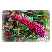 Amerikaanse schoonheidsbes in Bok Tower Gardens Fl Magneet (Horizontaal)