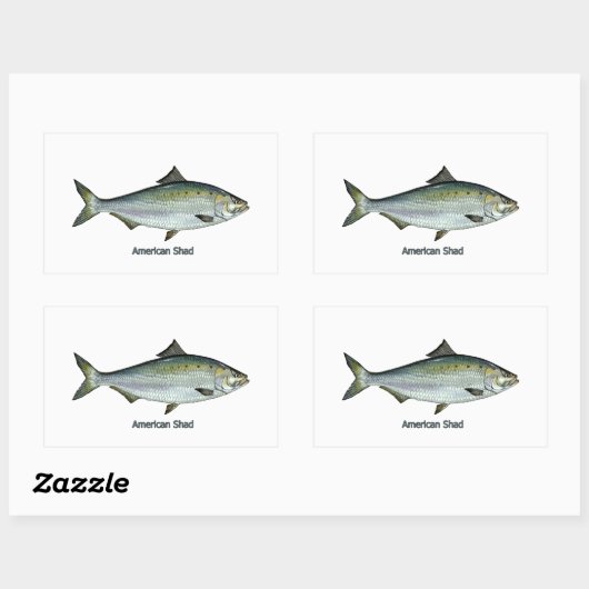 Amerikaanse shad rechthoekige sticker (Vel)