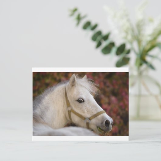 Amerikaanse Shetland Briefkaart (Staand voorkant)