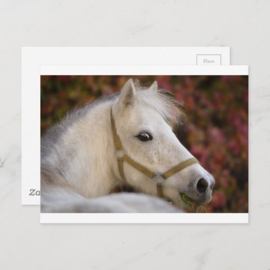 Amerikaanse Shetland Briefkaart (Voorkant / Achterkant)