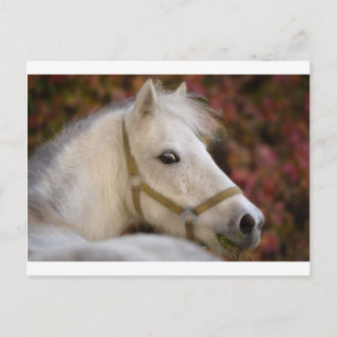Amerikaanse Shetland Briefkaart