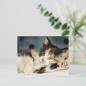 Amerikaanse Shorthair Calico Shelter Kitten Briefk Briefkaart (Staand voorkant)