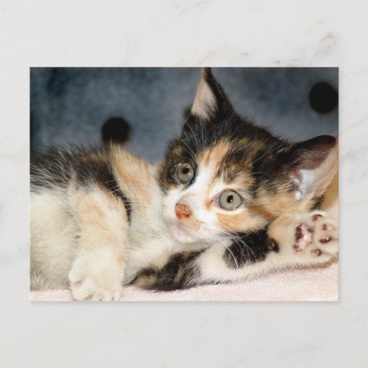 Amerikaanse Shorthair Calico Shelter Kitten Briefk Briefkaart (Voorkant)