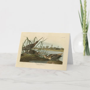 Amerikaanse Snipe (Wilson) Audubon's vogels van Am Kaart