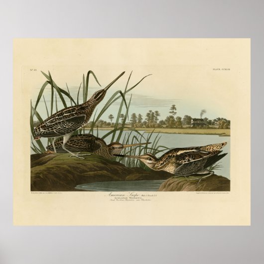 Amerikaanse Snipe (Wilson) Audubon's vogels van Am Poster (Voorkant)