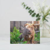 Amerikaanse snuitpuppy briefkaart (Staand voorkant)