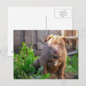 Amerikaanse snuitpuppy briefkaart (Voorkant / Achterkant)