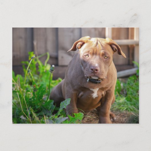 Amerikaanse snuitpuppy briefkaart (Voorkant)