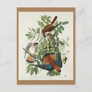 Amerikaanse Sparrow Hawk, Amerikaanse vogels Briefkaart