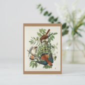 Amerikaanse Sparrow Hawk, Amerikaanse vogels Briefkaart (Staand voorkant)