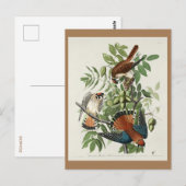 Amerikaanse Sparrow Hawk, Amerikaanse vogels Briefkaart (Voorkant / Achterkant)