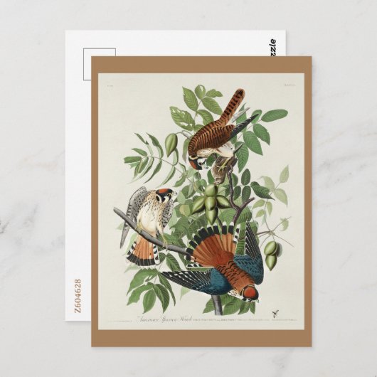 Amerikaanse Sparrow Hawk, Amerikaanse vogels Briefkaart (Voorkant / Achterkant)