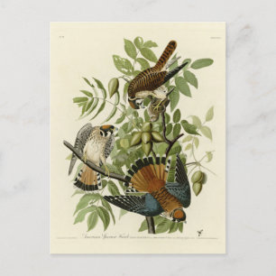 Amerikaanse Sparrow Hawk - Audubon's Birds of Amer Briefkaart