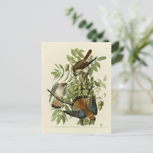 Amerikaanse Sparrow Hawk - Audubon's Birds of Amer Briefkaart (Staand voorkant)