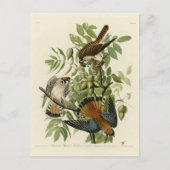 Amerikaanse Sparrow Hawk - Audubon's Birds of Amer Briefkaart (Voorkant)