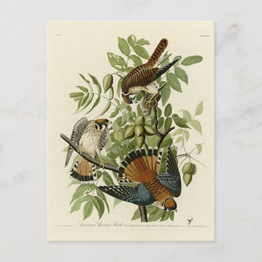 Amerikaanse Sparrow Hawk - Audubon's Birds of Amer Briefkaart (Voorkant)