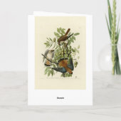 Amerikaanse Sparrow Hawk - Audubon's Birds of Amer Kaart (Achterkant)