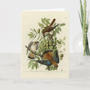 Amerikaanse Sparrow Hawk - Audubon's Birds of Amer Kaart