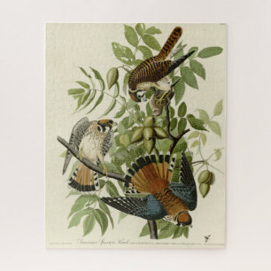 Amerikaanse Sparrow Hawk - Audubon's Birds of Amer Legpuzzel