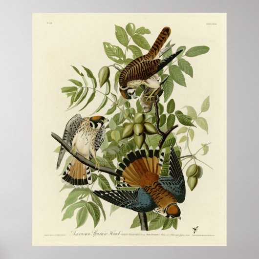 Amerikaanse Sparrow Hawk - Audubon's Birds of Amer Poster (Voorkant)