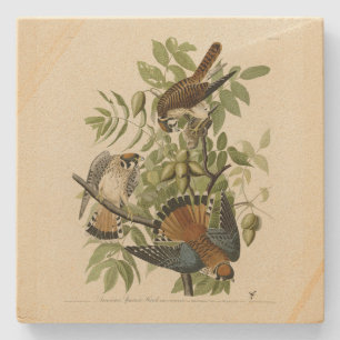 Amerikaanse Sparrow Hawk - Audubon's Birds of Amer Stenen Onderzetter