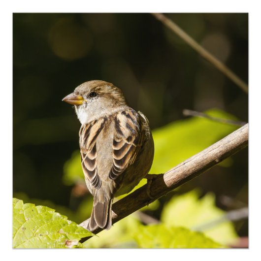 Amerikaanse Sparrow Photography Square Print Foto Afdruk (Voorkant)