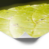 Amerikaanse Sparrow Photography Square Print Foto Afdruk (Hoek)