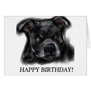 Amerikaanse Staffordshire Terrier