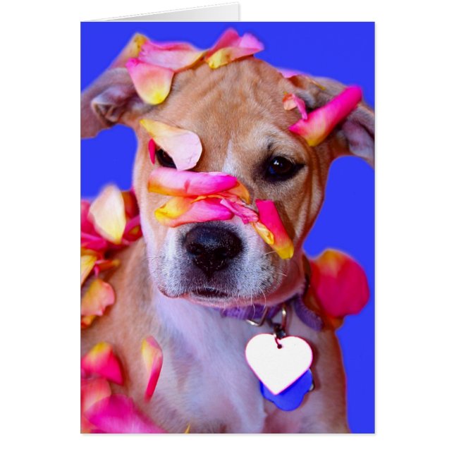 Amerikaanse Staffordshire Terrier Boxer Mix Puppy  (Voorkant)