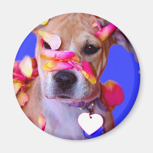 Amerikaanse Staffordshire Terrier Boxer Mix Puppy  Magneet (Voorkant)