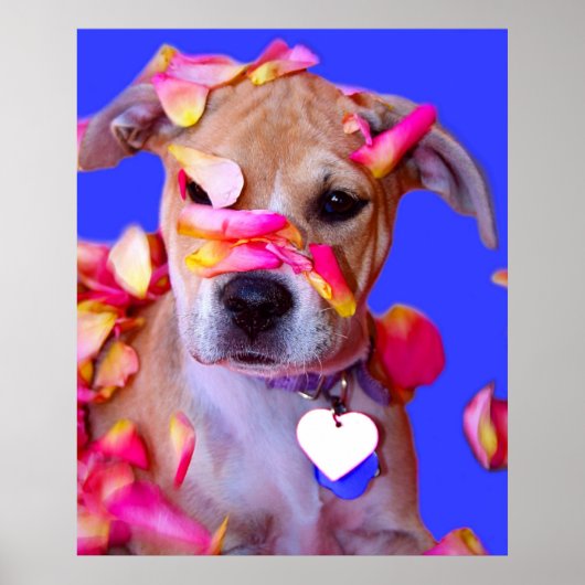 Amerikaanse Staffordshire Terrier Boxer Mix Puppy  Poster (Voorkant)